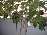 Dscf0038.jpg